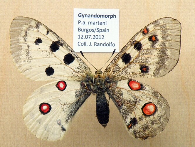 Parnassius apollo marteni gynandromorph (Internet Image property of respective owner, non-commercial use only)